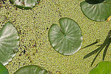 《按右键启动翻译器》Steam页面上线 发售日待定